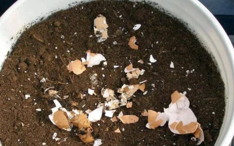 养花的“土方子”，用鸡蛋壳当肥料、用啤酒浇花，真的有用吗？