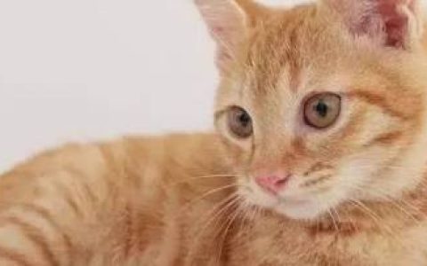 猫咪叫是什么意思？猫咪嗷呜叫是什么意思