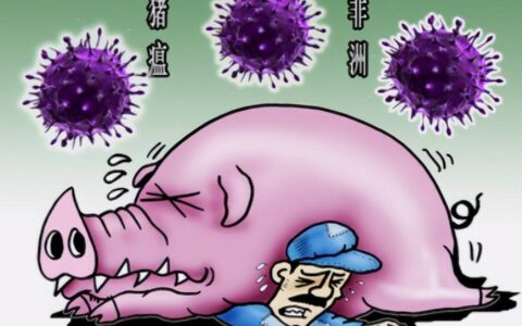 非洲猪瘟最简单的辨认方法什么？怎么判断非洲猪瘟？养猪人要知道