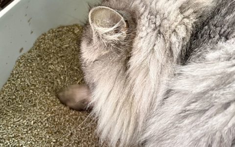 亲测！一心猫砂怎么样，值得购买吗？-一心cf