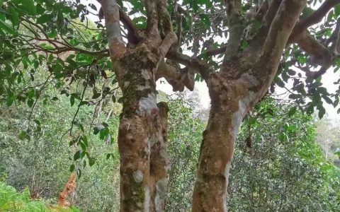 普洱茶的价格为什么那么贵？​-普洱茶为什么不贵