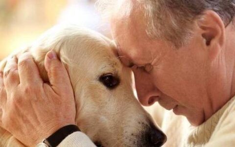 狗狗“临死”前的征兆，主人不要忽视了，好好道别-狗狗死后主人不能哭