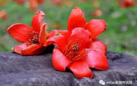 心理测试：4种花，你最喜欢哪一种？测你做什么职业最赚钱？(心理趣味小测试选花你的性格)