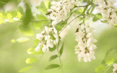 槐花蜜价格多少钱一斤?洋槐蜜适合什么人喝?（槐花蜜价钱）