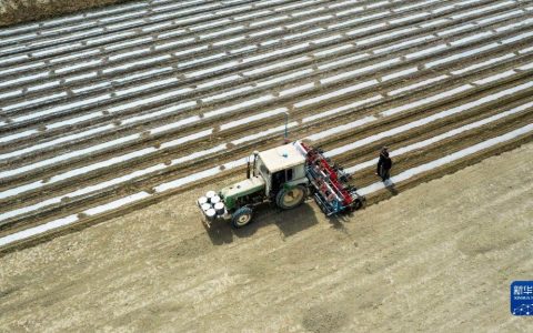 四季中国丨棉花的颜色