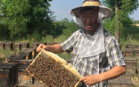 枣花蜜有什么作用与功效?蜂蜜的作用与功效-枣花蜜作用与功效与作用禁忌