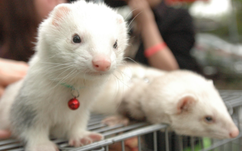 排名前十的灵性动物（十大灵性动物排名榜）