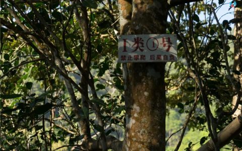 你仍然觉得普洱茶的价格高吗？-普洱茶价位一般多少钱