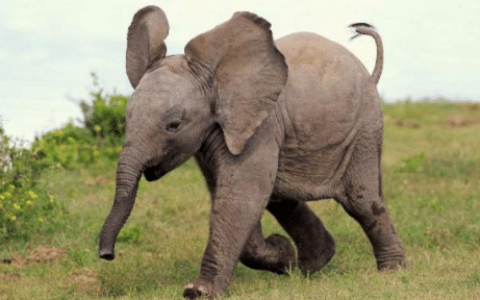 大象的天敌是什么？很多人以为是老鼠，其实这种动物更可怕(大象的天敌是什么图片)