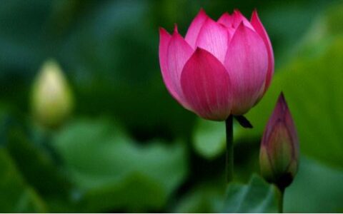 中国莲的生长特点，怎样才能优良的种植，科学的方法不能少(莲怎么种示意图)