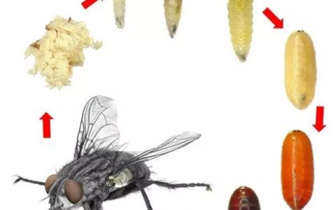 家庭苍蝇种类的图片及防治方法-家里苍蝇怎么消灭干净