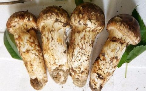 未来10大暴利种植项目（未来十年种植最赚钱的农作物）