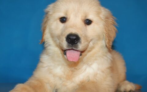 金毛犬幼崽多少钱一只？带你了解养犬必备！