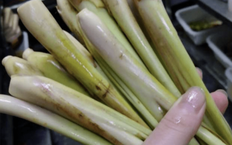 3种花好闻好看，蚊子碰到会“腿软”，家里养1盆，夏天蚊子不敢来