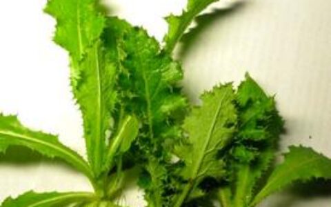 苦菜有几种，苦菜的图片