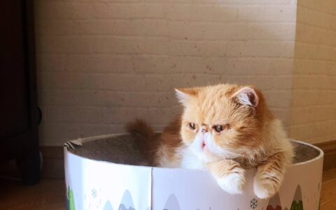 原创
向往猫一样的生活(重庆短视频拍摄剪辑培训班)