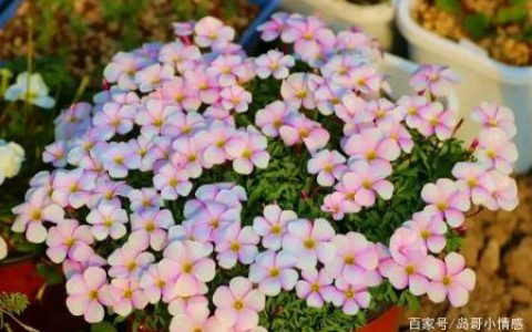 十种小鲜花品种：种在家里超级美，来看看一看图片就知道了-小鲜花图片大全