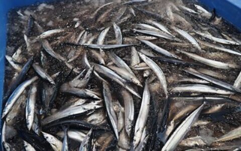 原创
刀鱼市场价格多少钱一斤？和带鱼的四大区别！（渤海湾刀鱼价格）