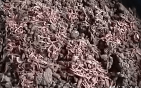 比养鸡养鸭更赚钱，养殖10亩，就可以赚50万，好比开了个小银行！