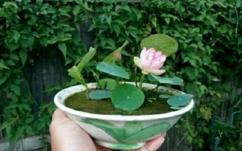 碗莲种子的种植方法水培(碗莲的养殖方法水培植方法)