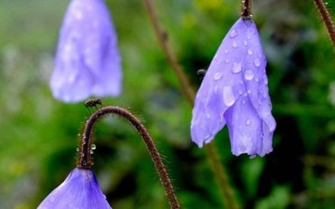 被人暗恋最多的三大生肖女，就自己傻傻不知道，真是傻的可爱