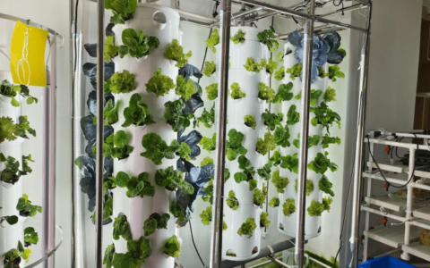 水培教室：从育苗到种植的劳动教育计划(水培植物的教案)