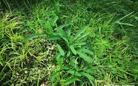 田野间的苦菜，城市外面的麦地 – 行知堂-田地里的蔬菜图片