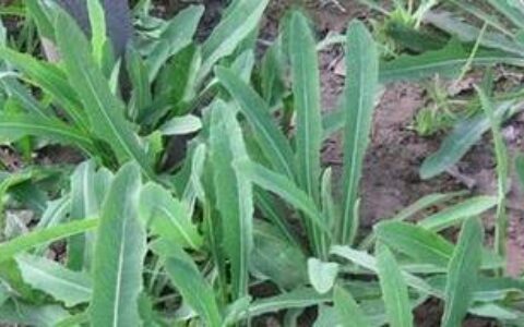 苦菜的功效与作用 如何去除苦菜中的苦味