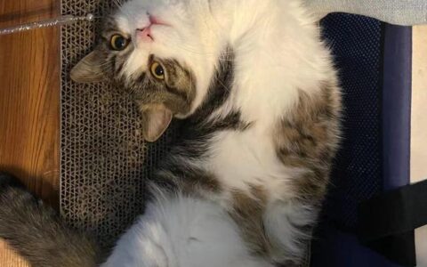 猫生骨肉喂养小知识——为什么鸡牛羊心鸡胗和肺等器官算肌肉组织-猫生骨肉喂养法的缺点