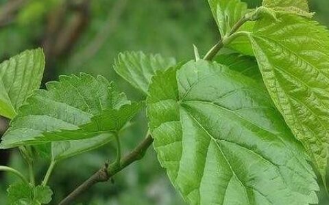 最适合糖尿病人喝的碱性食物，饭后喝一杯，稳定血糖不上升