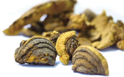 专买野生桑黄（野生桑黄价位）