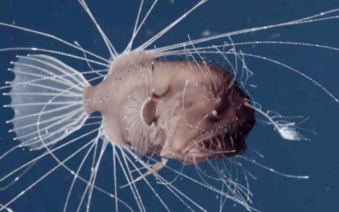 丑到爆的安康乃人间美味,雄安康堪称鱼界软饭王,找不到雌鱼就变性