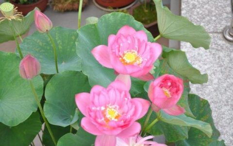 碗莲种植这样做，“油油”的叶子，“艳艳”的花！(碗莲应该怎么种植方法)