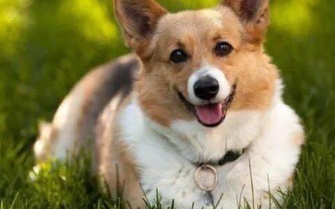 狗狗离世前的5个征兆-狗狗离世前的征兆