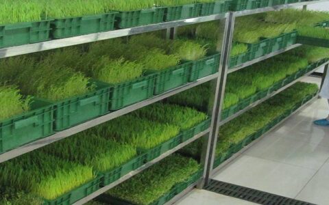 水培芽苗菜种植技术的优势(水培苗芽的种殖方法)