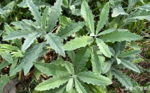 这菜全身是宝，以前遇见就摘，如今却常被当成杂草，不懂吃真可惜-全身都是宝的动物是什么动物