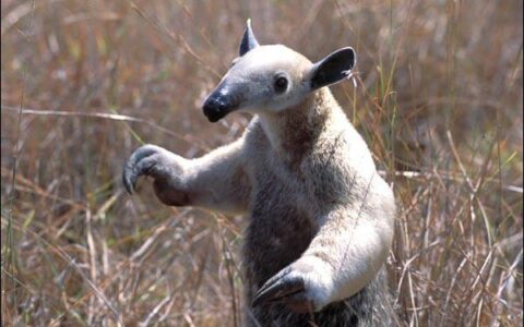 小编今天带来了，蚂蚁的天敌食蚁兽，快来一起了解一下吧(蚂蚁天敌是什么昆虫)
