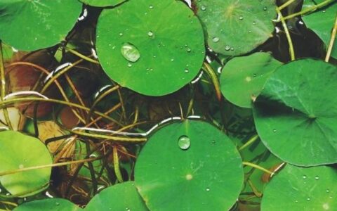 如何“无土栽培”碗莲？掌握这方法，生长快，花开得又多又大