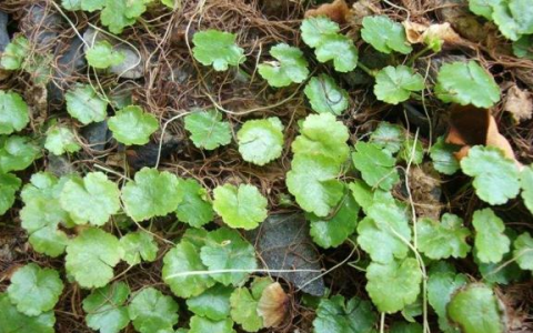 一种常被农民摘去喂兔子的野草，今天才知是珍贵物种，20元一斤-农村喂兔子吃的草是什么草