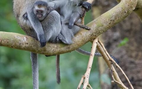 《说文解字》第704课：“雉”为什么是以箭捕鸟，又如何代指野鸡-鸡鸭鹅雉 四大家禽哪个营养价值高