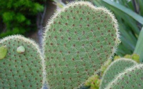 仙人掌居然可以煎水喝,对身体还有奇效,效果显著!