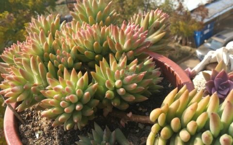 多肉植物千佛手在养护过程中有3喜1怕？你知道具体指的是什么吗？-多肉千佛手的特点