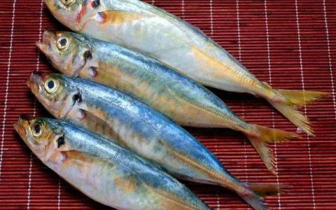 在东山，巴浪鱼有100种死法