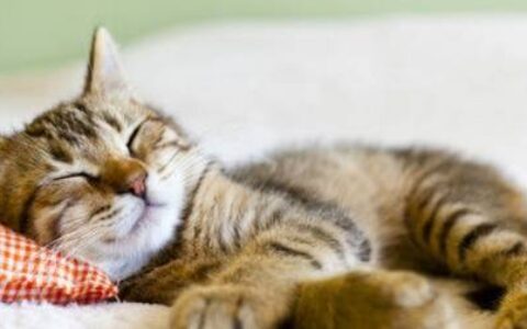 大猫给小猫舔毛是什么意思？