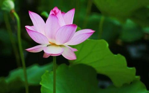 未来10天，大奖不请自来，大富大贵，三大生肖