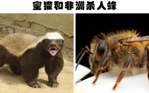 动物界的天敌：生来就彼此完全讨厌和敌视的8种动物(很讨厌的动物叫什么狗)
