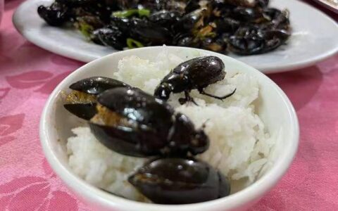 世界上最恶心的食物，油炸毒蜘蛛最”美味”-油炸蜘蛛的功效与作用