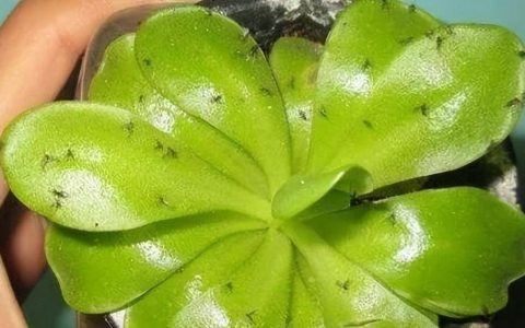 自制杀虫水杀小飞虫 小乔教你不花一分钱根治小飞虫