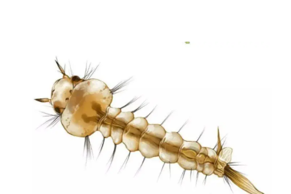 孓孑孓孒怎么读