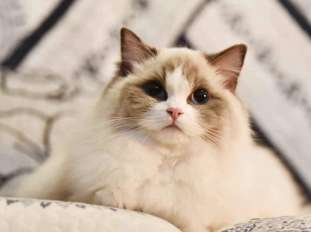 布偶猫价格:了解这一温顺可爱猫咪品种的成本和价值